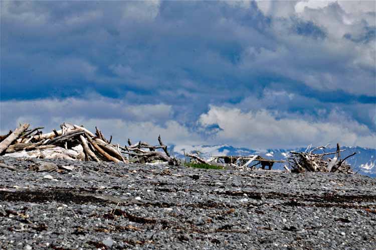 beach and driftwood